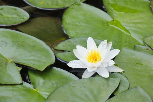 Water lily