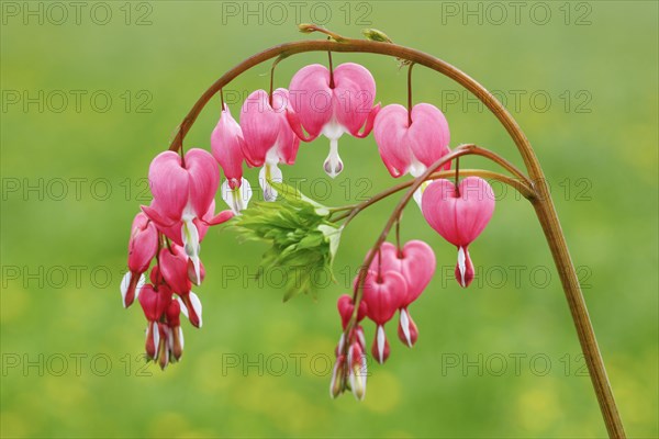 Bleeding Heart