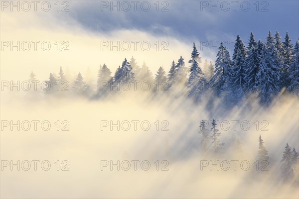 Snowy fir forest