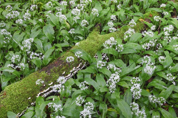 Forest with blooming wild garlic in spring