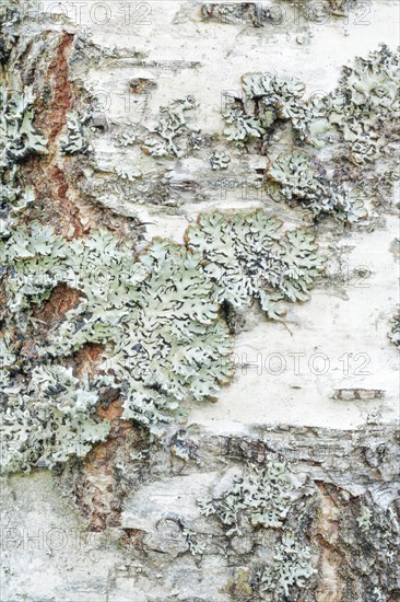 Mossy birch bark