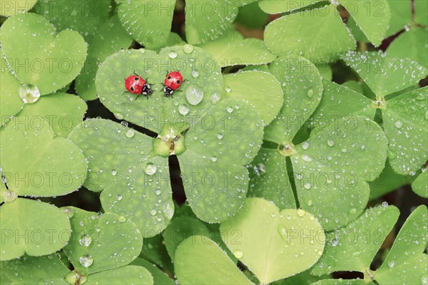 Two-spot ladybird on clover