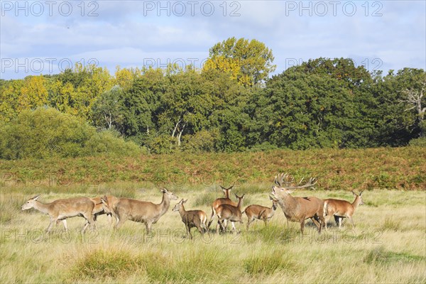 Red Deer or Hart