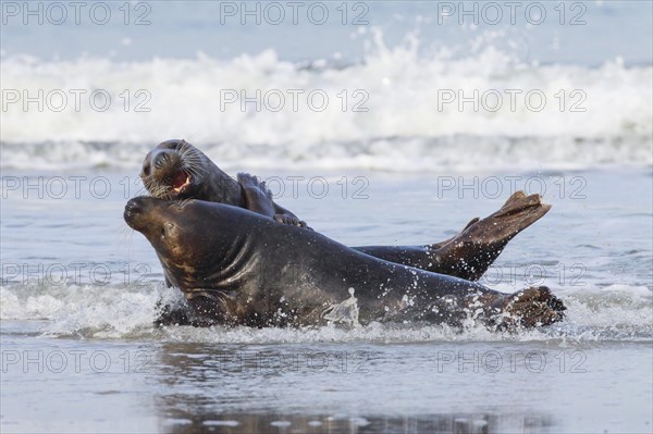 Grey seal