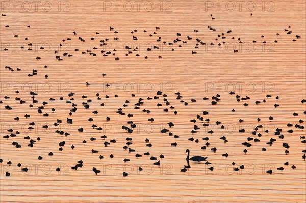 Congregation of waterfowl on Lake Zurich