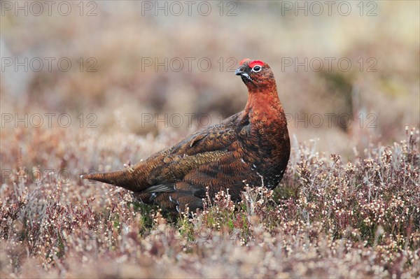 Red Grouse