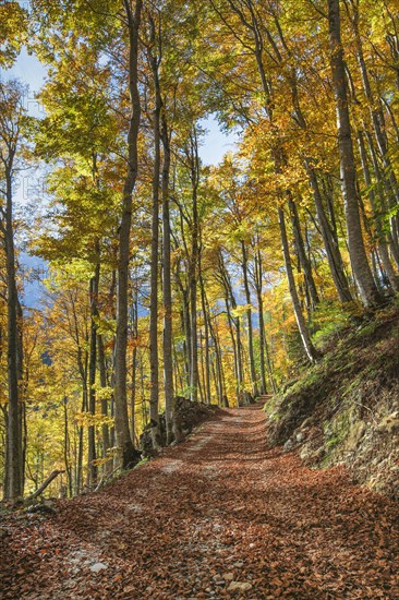 Forest path in beech forest