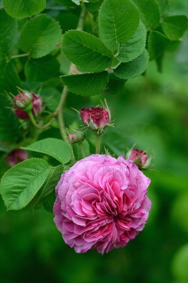 Damask rose