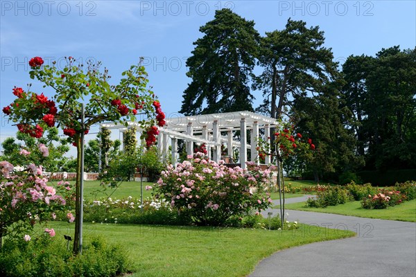 Rose Garden