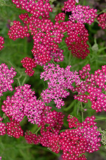 Yarrow