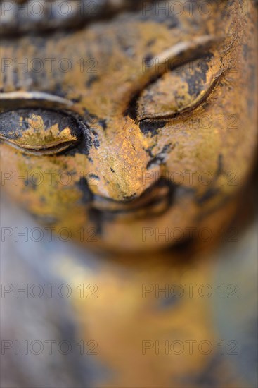 Buddha head