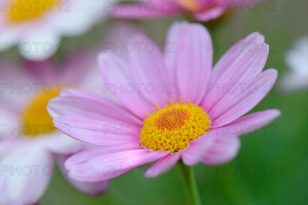 Daisies