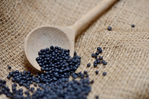 Beluga lentils in cooking spoon