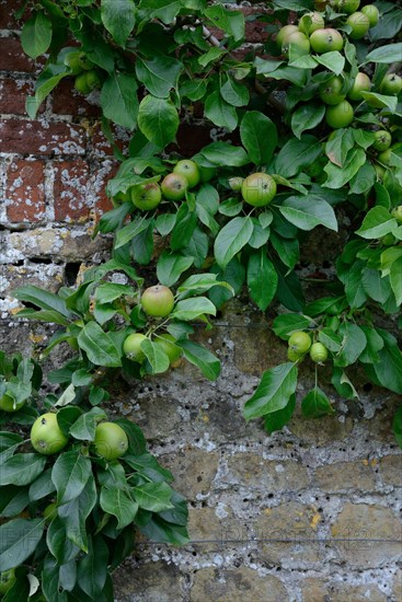 Apple tree