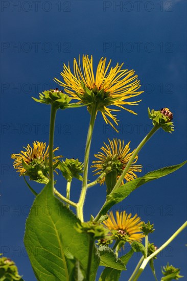 Elecampane