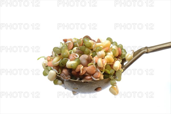 Mixed sprouts of lentils