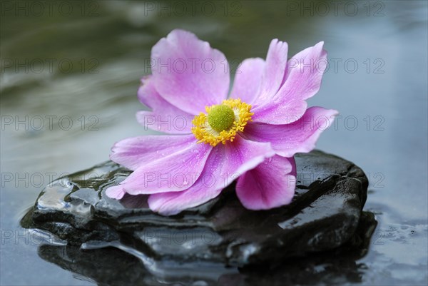 Autumn anemone on stone