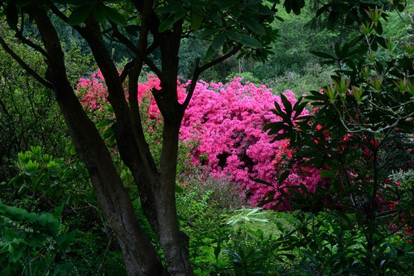 Flowering pink azaleas