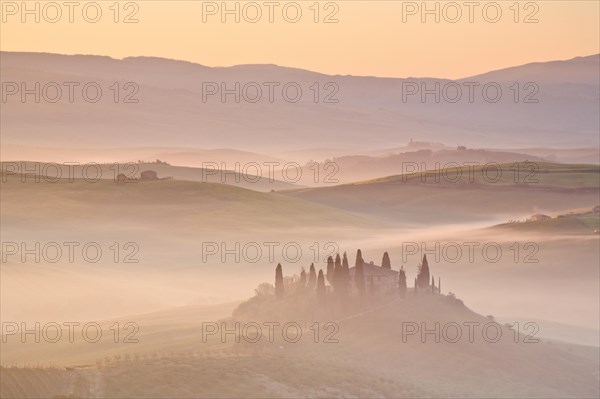 Hilly landscape with cornfields and cypresses