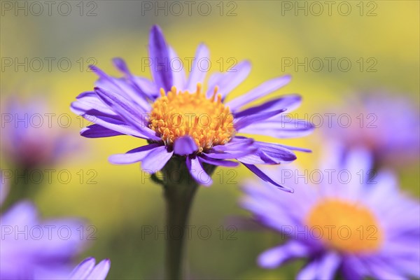 Alpine aster