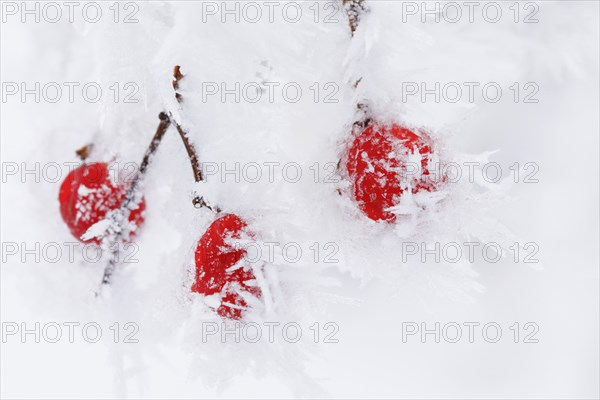 Common snowball with hoarfrost