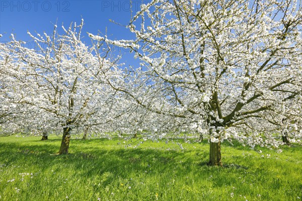 Cherry trees in spring