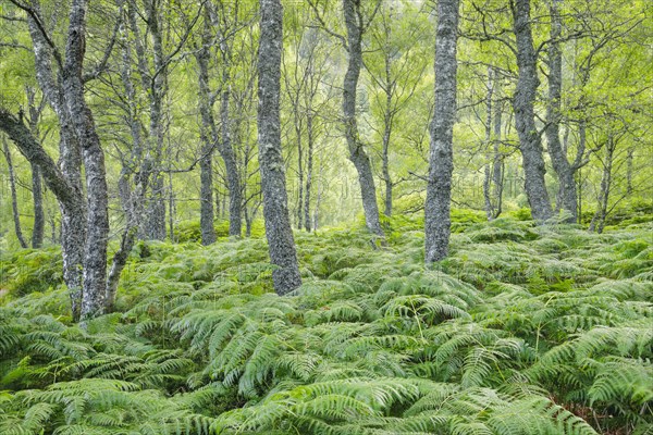 Birch forest