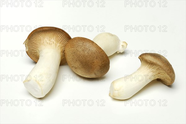 Brauner king trumpet mushroom