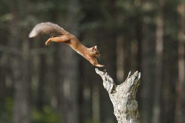 Red Squirrel