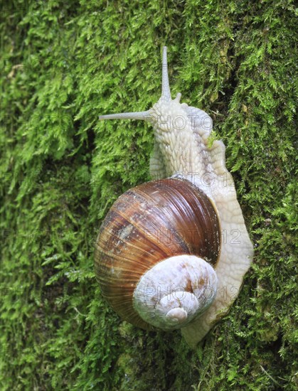 Burgundy snail