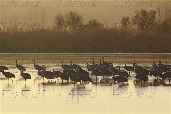 Sandhill crane