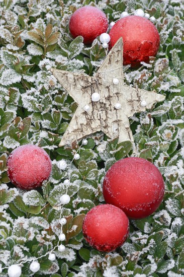 Natural outdoor Christmas decoration