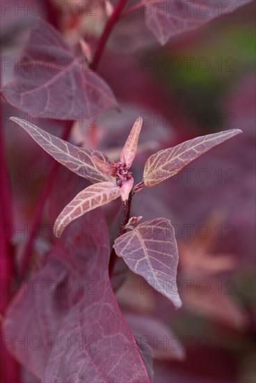 Atriplex hortensis