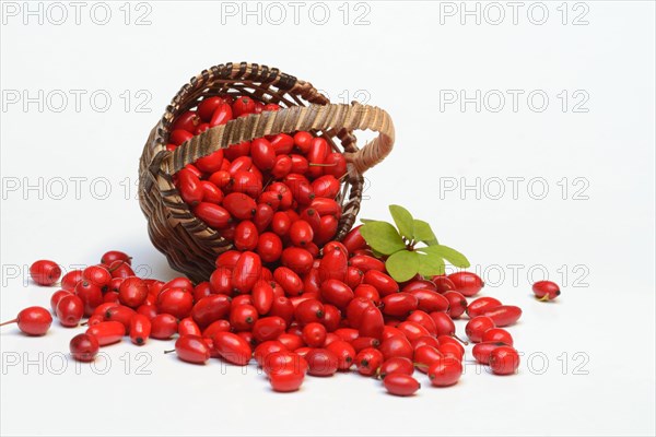 Barberry berries