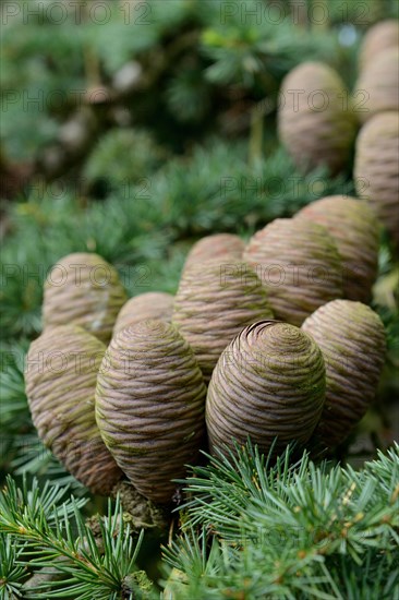 Lebanon cedar