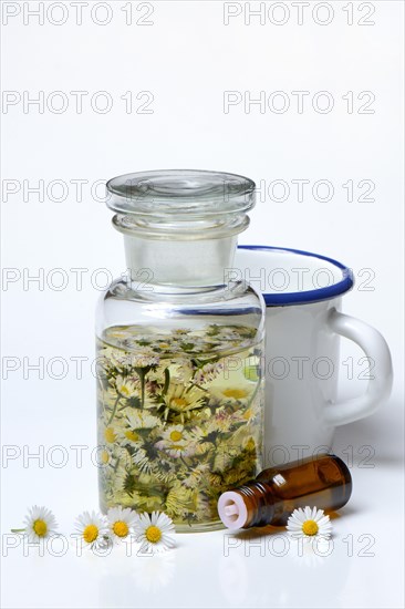 Daisy blossoms and daisy tincture