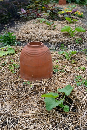 Rhubarb bleaching pot