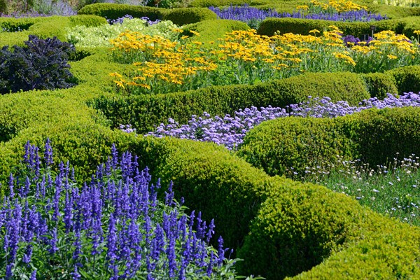 Boxwood hedge with flowers