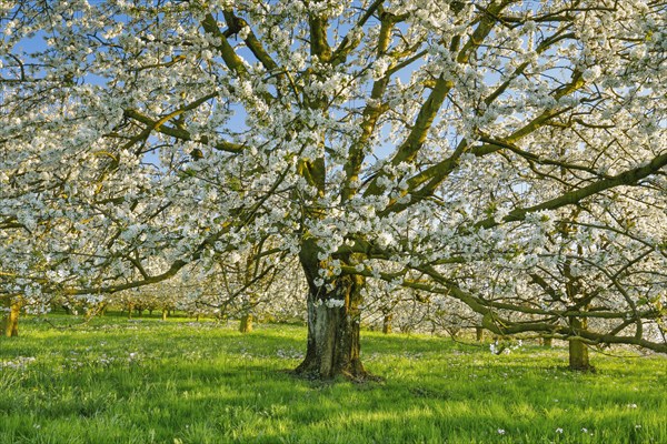 Cherry tree in spring