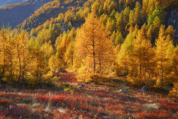 Larch forest and blueberry bushes