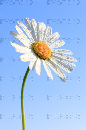 Ox-eye daisy