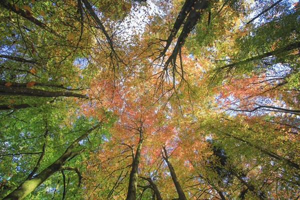 Forest in autumn