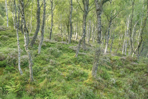 Birch forest