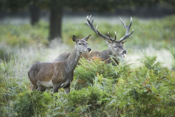 Red Deer or Hart