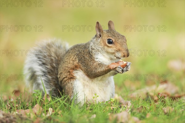 Eastern gray squirrel