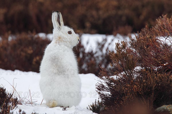 Mountain hare