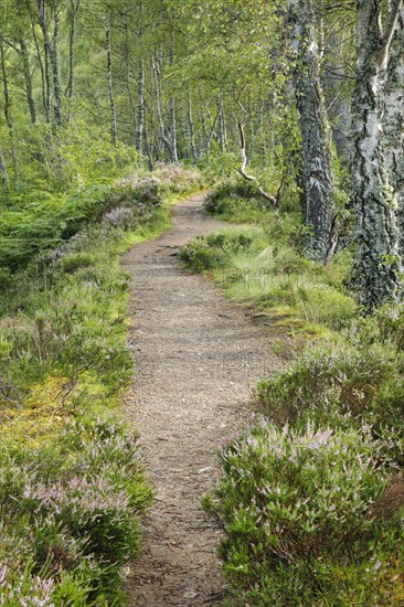 Footpath in birch forest