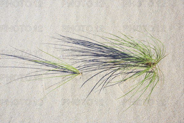 Marram Grass in sand