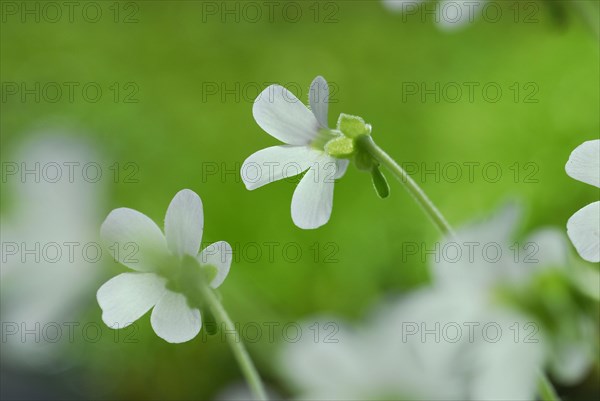 Butterwort