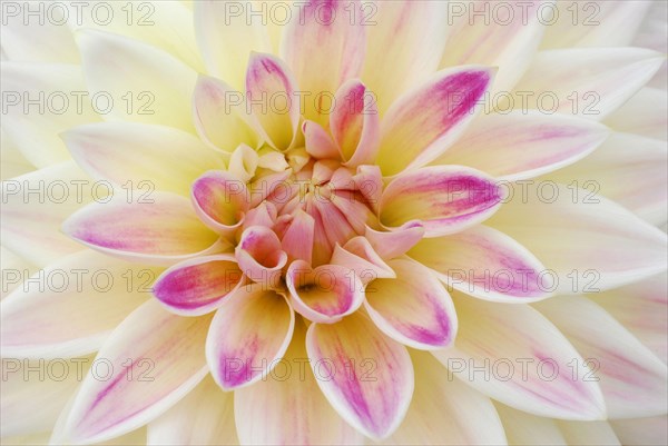 Dahlia